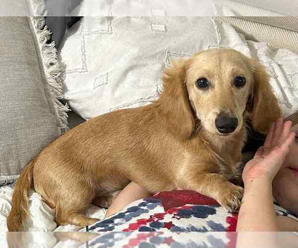 Medium Photo #1 Dachshund Puppy For Sale in STEINHATCHEE, FL, USA