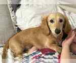 Small Photo #1 Dachshund Puppy For Sale in STEINHATCHEE, FL, USA
