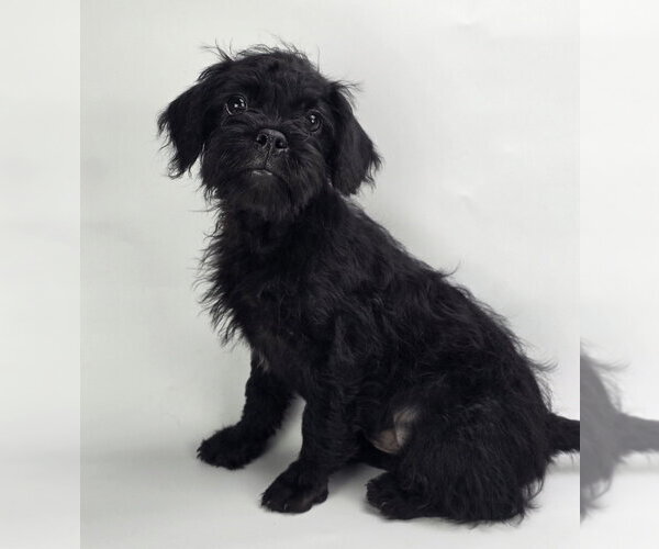 Medium Photo #2 Pug-Shih Tzu Mix Puppy For Sale in Lakewood, CO, USA