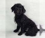 Small #1 Pug-Shih Tzu Mix