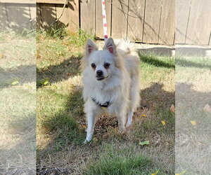 Enzo from Korea - Male Pomeranian-pomeranian spitz Mix Dog for Adoption - Photo #5