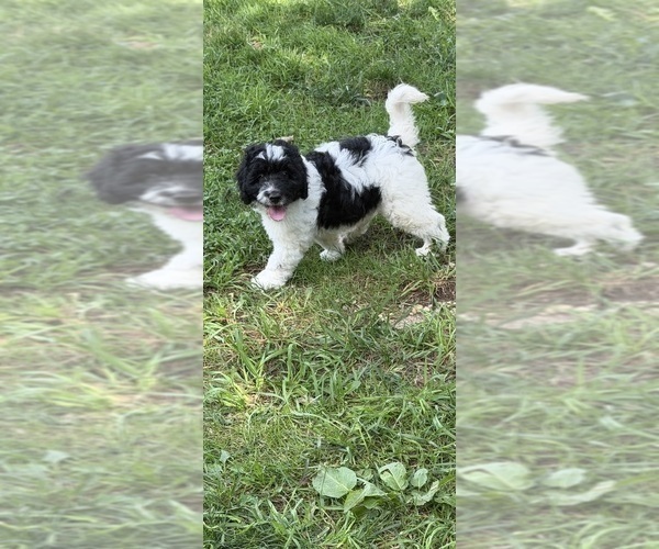 Medium Photo #25 Aussiedoodle Puppy For Sale in ASHEVILLE, NC, USA