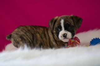 Beabull Puppy for sale in KENT, OH, USA