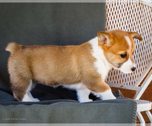 Medium Photo #38 Pembroke Welsh Corgi Puppy For Sale in WAKARUSA, IN, USA