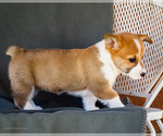 Small Photo #38 Pembroke Welsh Corgi Puppy For Sale in WAKARUSA, IN, USA