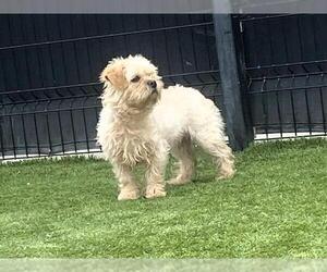 Border Terrier-Lhasa Apso Mix Dogs for adoption in Orange, CA, USA