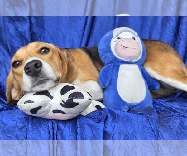 Medium Photo #2 Beagle Puppy For Sale in Cuba, NY, USA