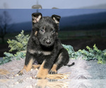 Puppy Rachel German Shepherd Dog