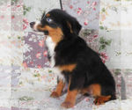 Small #7 Miniature Australian Shepherd