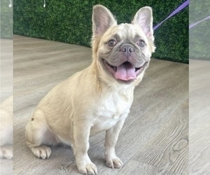 French Bulldog Puppy for sale in ATLANTA, GA, USA