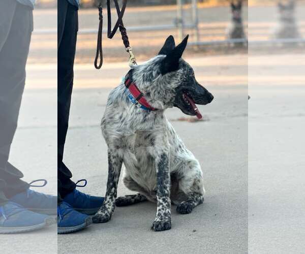 Medium Photo #2 Mutt Puppy For Sale in Paso Robles, CA, USA