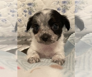 Chihuahua Puppy for sale in LYNCHBURG, VA, USA