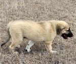 Small Photo #27 Anatolian Shepherd Puppy For Sale in ROBSTOWN, TX, USA
