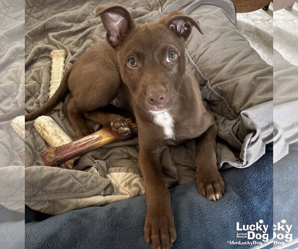 Medium Photo #4 Labrador Retriever-Unknown Mix Puppy For Sale in Washington, DC, USA