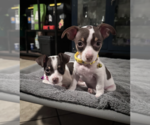 Small #6 Chihuahua Mix