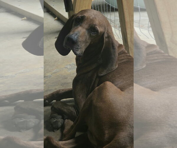 Medium Photo #3 Redbone Coonhound Puppy For Sale in Alexander, AR, USA