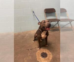 American Pit Bull Terrier Dogs for adoption in St. Cloud, FL, USA