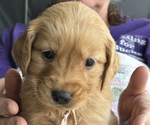 Puppy White Girl Golden Retriever