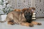 Small #1 German Shepherd Dog