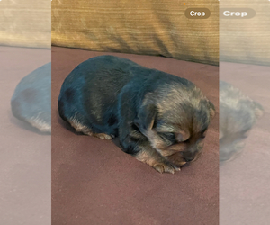 Yorkshire Terrier Puppy for sale in ELLENWOOD, GA, USA