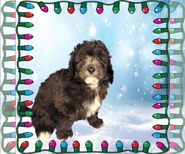 Medium Photo #22 Bernedoodle (Miniature) Puppy For Sale in PEYTON, CO, USA