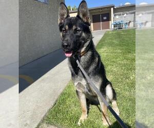 German Shepherd Dog Dogs for adoption in Camarillo, CA, USA
