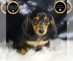 Puppy 13 Dachshund