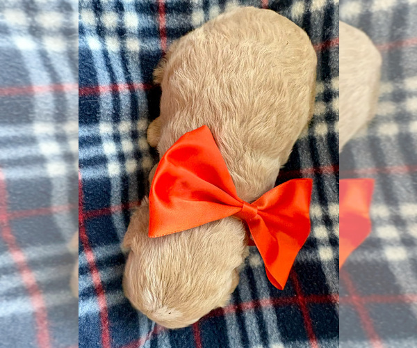 Medium Photo #2 Goldendoodle (Miniature) Puppy For Sale in ROY, UT, USA