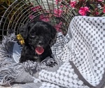 Small #2 Cavapoo
