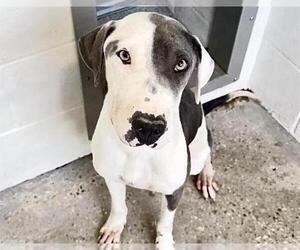 Mutt Dogs for adoption in Houston, TX, USA