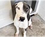 A662885 - Female Mutt Dog for Adoption - Small photo