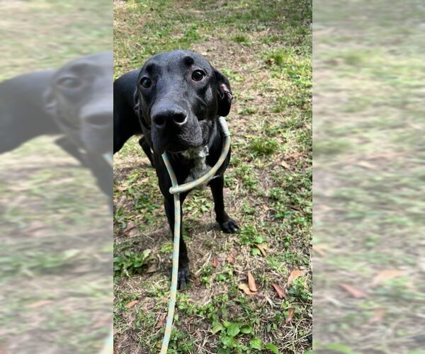 Medium Photo #1 Lab-Pointer Puppy For Sale in Jackson, MS, USA