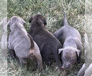 American Pit Bull Terrier Puppy for Sale in EAST HAZEL CREST, Illinois USA