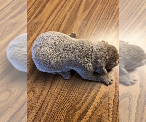 Medium Photo #15 Labrador Retriever Puppy For Sale in NEOLA, WV, USA