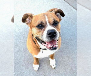 Boxer Dogs for adoption in Sacramento, CA, USA