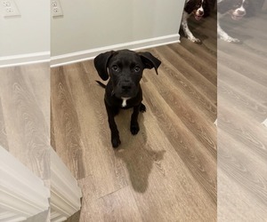 Labrador Retriever-Unknown Mix Dogs for adoption in Holly Springs, NC, USA
