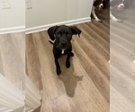 Small Labrador Retriever Mix