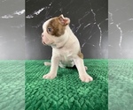 Small #17 Boston Terrier