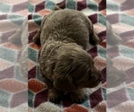 Small #1 Dachshund