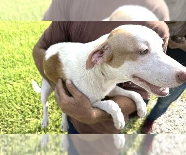 Medium Photo #1 Labrador Retriever-Unknown Mix Puppy For Sale in Houston, TX, USA