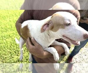 Labrador Retriever-Unknown Mix Dogs for adoption in Houston, TX, USA