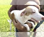 Small Labrador Retriever Mix