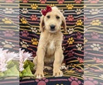 Small Photo #3 Miniature Labradoodle Puppy For Sale in STEVENS, PA, USA