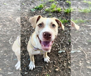 Great Dane-Unknown Mix Dogs for adoption in Holly Springs, NC, USA