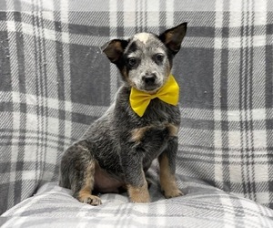 Australian Cattle Dog Puppy for sale in LAKELAND, FL, USA