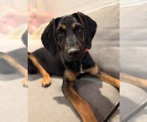 Mutt Dogs for adoption in Woodbury, NY, USA