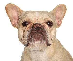 French Bulldog Dogs for adoption in Oakland Park, FL, USA