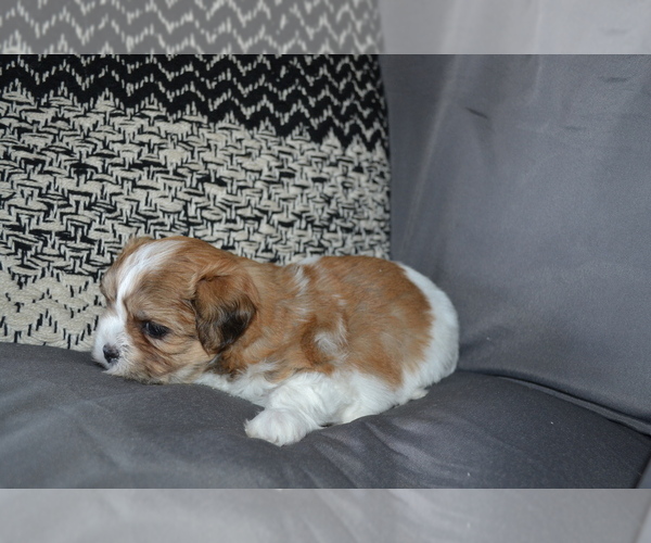 Medium Photo #2 Mal-Shi Puppy For Sale in GREENWOOD, WI, USA