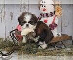 Small Photo #3 Shih Tzu Puppy For Sale in FREDERICKSBG, OH, USA