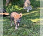 Small Photo #3 Wolf Hybrid Puppy For Sale in FORT PAYNE, AL, USA